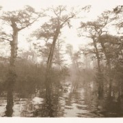 (Taxodium distichum) Black River, South Carolina (oldest trees east of the rockies)