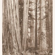 (Sequoia sempervirens) Redwood National Park, California